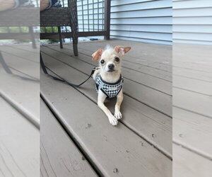 Chihuahua-Unknown Mix Dogs for adoption in Andover, MN, USA