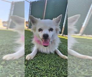 Pomeranian-Unknown Mix Dogs for adoption in Downey, CA, USA