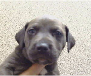 Mutt Dogs for adoption in Sacramento, CA, USA