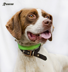 Pointer Dogs for adoption in Shamokin, PA, USA