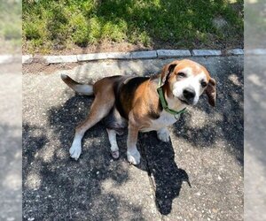 Beagle-Unknown Mix Dogs for adoption in Hamilton, GA, USA