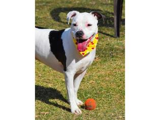 Bullboxer Pit Dogs for adoption in Henderson, NV, USA