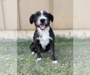 Mutt Dogs for adoption in PIPE CREEK, TX, USA