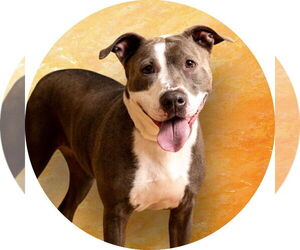 American Staffordshire Terrier-Unknown Mix Dogs for adoption in Rowlett, TX, USA