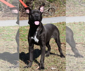 American Pit Bull Terrier-Unknown Mix Dogs for adoption in Prattville, AL, USA