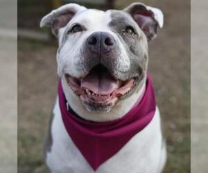 American Staffordshire Terrier Dogs for adoption in San Antonio, TX, USA