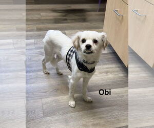 Chihuahua-Unknown Mix Dogs for adoption in Colorado Springs, CO, USA