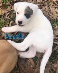 Medium Photo #1 Unknown-Vizsla Mix Puppy For Sale in Rockaway, NJ, USA