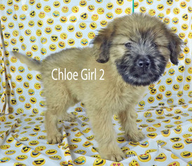 Miniature Labradoodle Dogs for adoption in Griffin, GA, USA