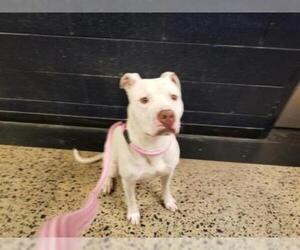 American Staffordshire Terrier Dogs for adoption in Charlotte, NC, USA