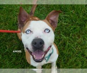 American Staffordshire Terrier Dogs for adoption in Kansas City, MO, USA