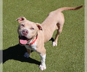 American Pit Bull Terrier-Unknown Mix Dogs for adoption in Rockaway, NJ, USA