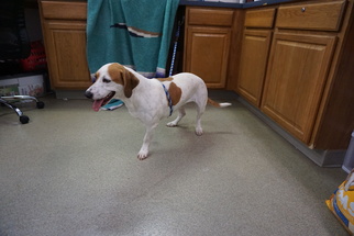 Basset Hound-Unknown Mix Dogs for adoption in Valley Falls, KS, USA