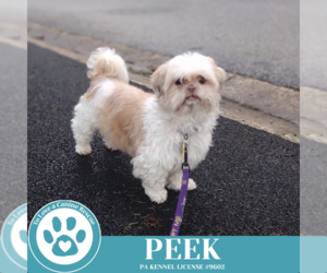 Shih Tzu-Unknown Mix Dogs for adoption in Kimberton, PA, USA