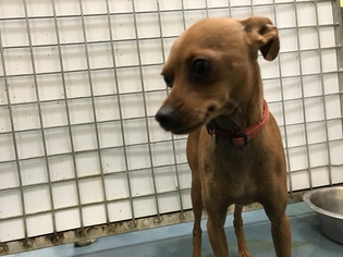 Miniature Pinscher Dogs for adoption in Chico, CA, USA