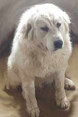 Medium Photo #1 Great Pyrenees Puppy For Sale in Hamilton, MT, USA