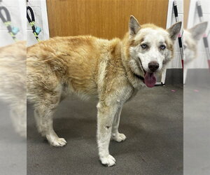 Siberian Husky Dogs for adoption in Forestville, MD, USA