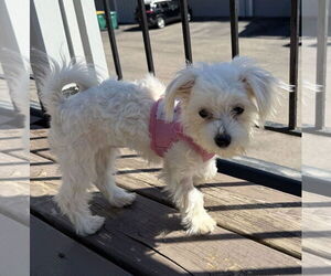 Malchi Dogs for adoption in St. Louis Park, MN, USA