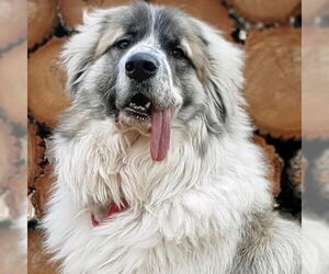 Great Pyrenees-Unknown Mix Dogs for adoption in Canton, CT, USA