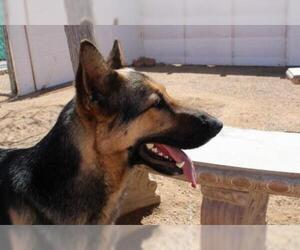 German Shepherd Dog Dogs for adoption in Apple Valley, CA, USA