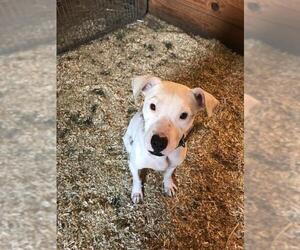 Bulloxer Dogs for adoption in Garner, NC, USA
