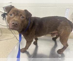 American Staffordshire Terrier-Labrador Retriever Mix Dogs for adoption in Grand Prairie, TX, USA