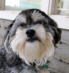 Shih Tzu Dogs for adoption in Lindsay, CA, USA