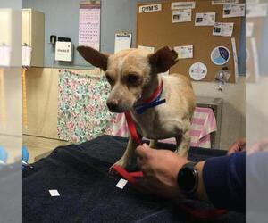 Chihuahua Dogs for adoption in Riverside, CA, USA