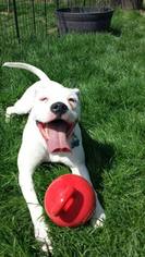 Medium Photo #1 American Bulldog-Unknown Mix Puppy For Sale in Lorain, OH, USA