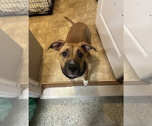 Basset Hound-Black Mouth Cur Mix Dogs for adoption in garner, NC, USA