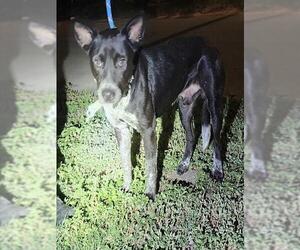 Mutt Dogs for adoption in San Antonio, TX, USA