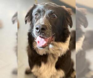 Mutt Dogs for adoption in Santa Barbara, CA, USA