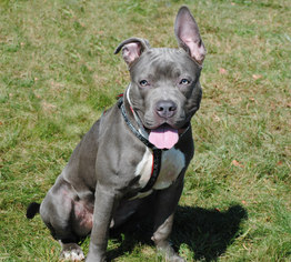 American Pit Bull Terrier Dogs for adoption in Spring Lake, NJ, USA