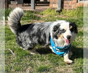 Australian Shepherd-Unknown Mix Dogs for adoption in OKLAHOMA CITY, OK, USA