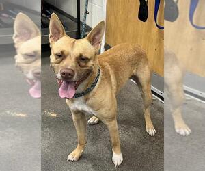 Carolina Dog-Unknown Mix Dogs for adoption in Forestville, MD, USA