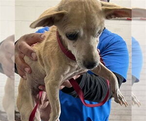 Chihuahua Dogs for adoption in San Bernardino, CA, USA