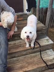 Bichon Frise Dogs for adoption in Pacolet, SC, USA