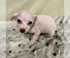 Chihuahua-Unknown Mix Dogs for adoption in Modesto, CA, USA