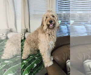 Golden Retriever Dogs for adoption in Mooresville, NC, USA