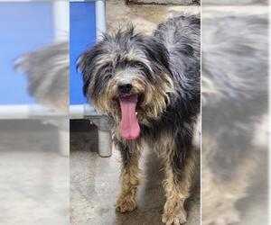 Mutt Dogs for adoption in San Martin, CA, USA