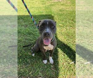 American Staffordshire Terrier Dogs for adoption in Tallahassee, FL, USA