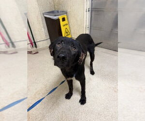 Labrador Retriever-Unknown Mix Dogs for adoption in Riverside, CA, USA