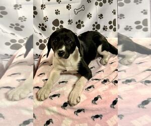 Borador Dogs for adoption in SHERBURNE, NY, USA