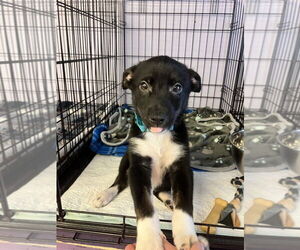 Mutt Dogs for adoption in Gloversville, NY, USA