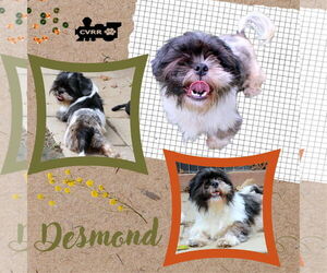 Shih Tzu Dogs for adoption in Lindsay, CA, USA