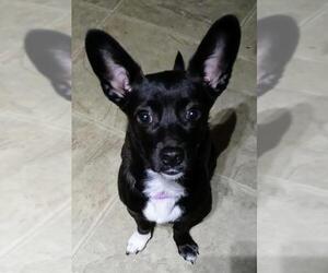 Chi-Corgi Dogs for adoption in Baileyton, AL, USA