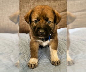Mutt Dogs for adoption in Minneapolis, MN, USA