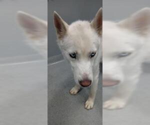 Siberian Husky Dogs for adoption in San Martin, CA, USA
