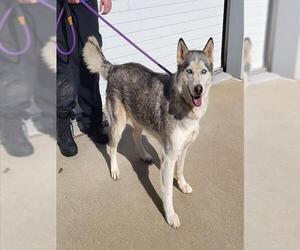 Siberian Husky Dogs for adoption in Louisville, KY, USA