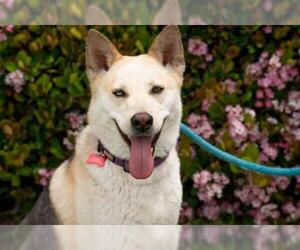 Huskies -Shiba Inu Mix Dogs for adoption in El Cajon, CA, USA